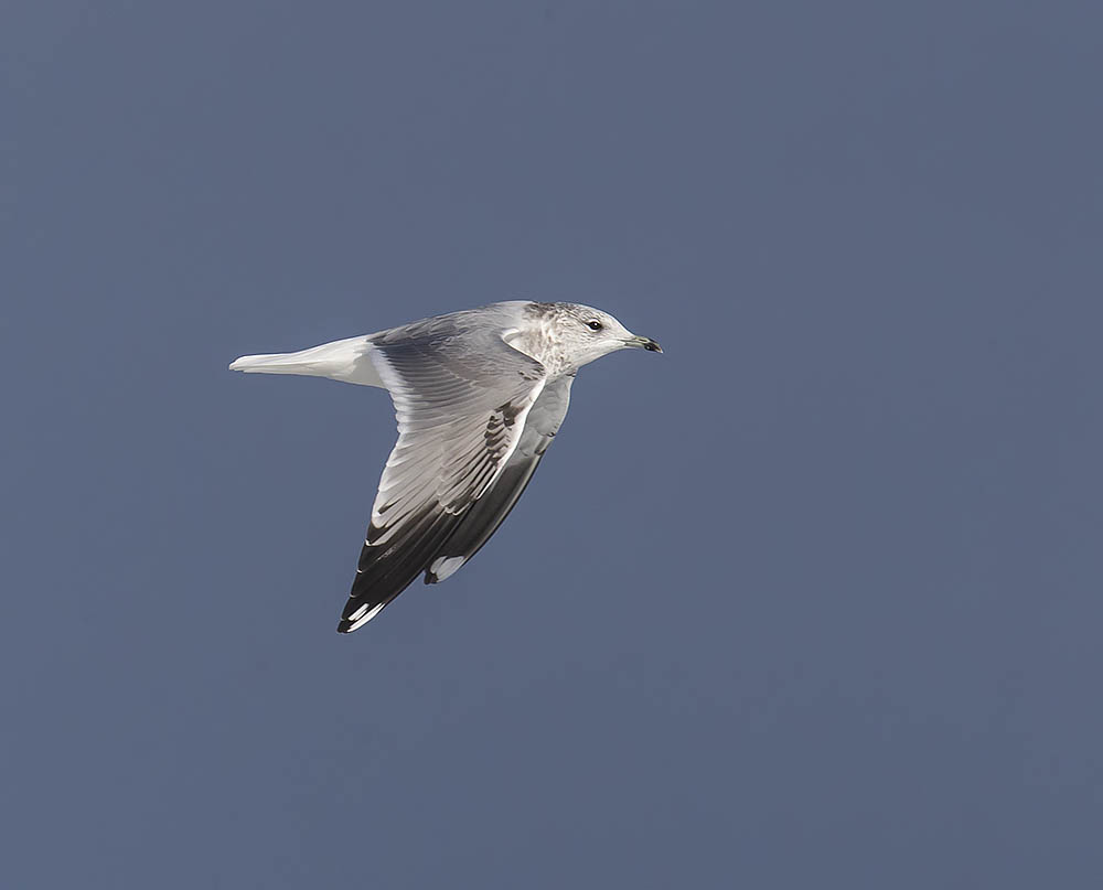 Common Gull 