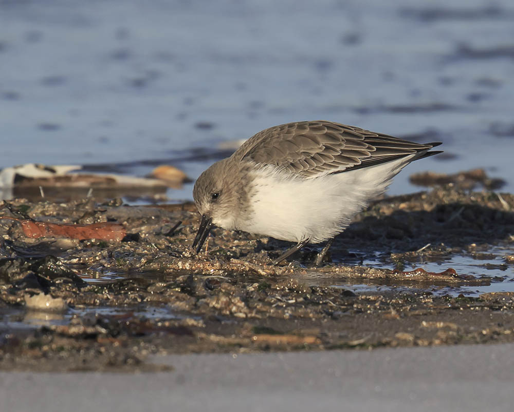 Dunlin 