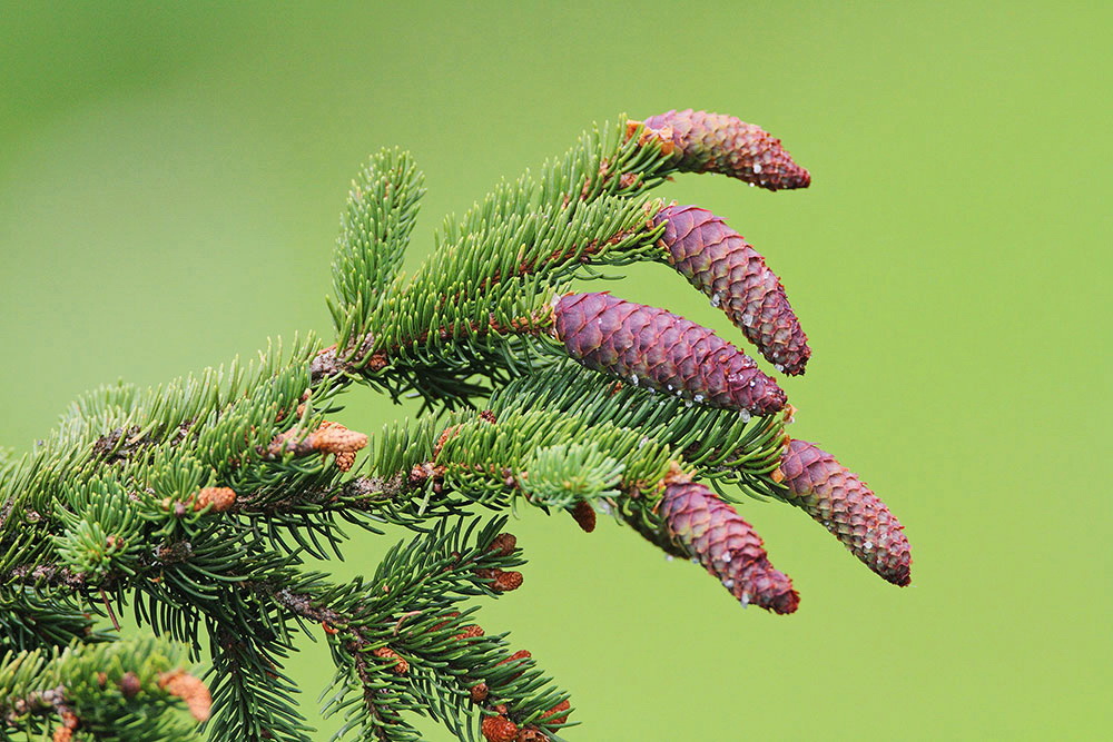 Norway spruce Picea abies smreka_MG_0289-111.jpg