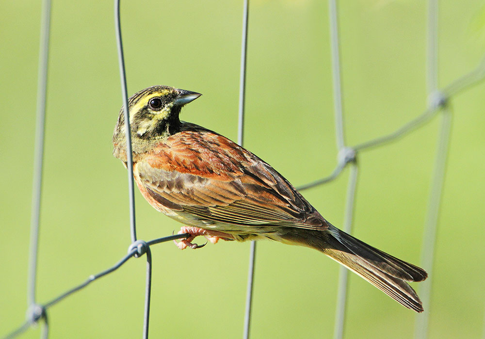 Cirl bunting Emberiza cirlus plotni strnad_MG_9553-111.jpg