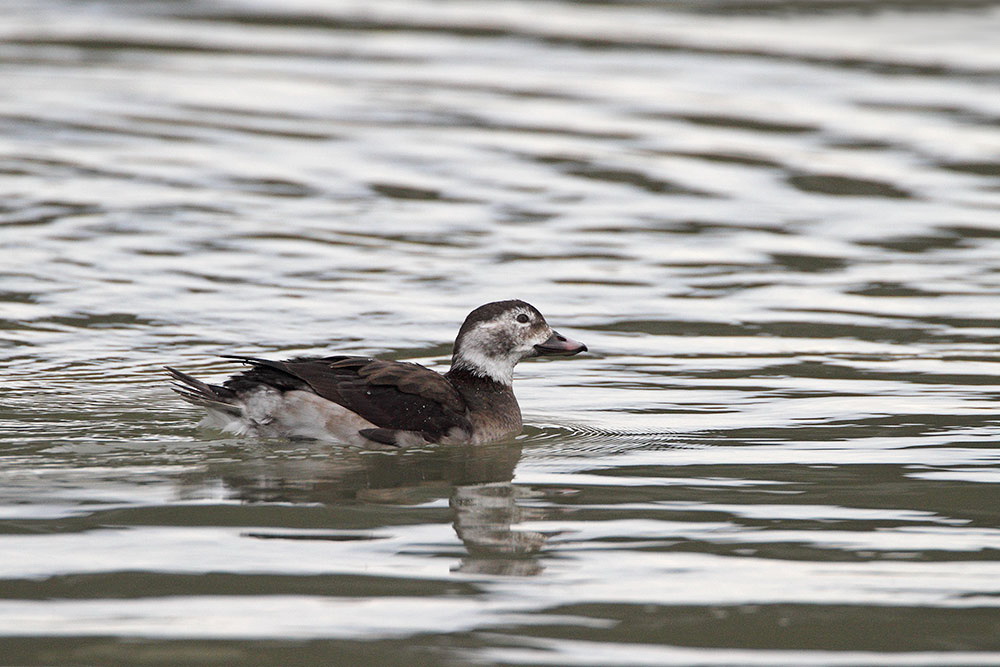 Long-tailed duck Clangula hyemalis zimska raca_MG_0815-111.jpg