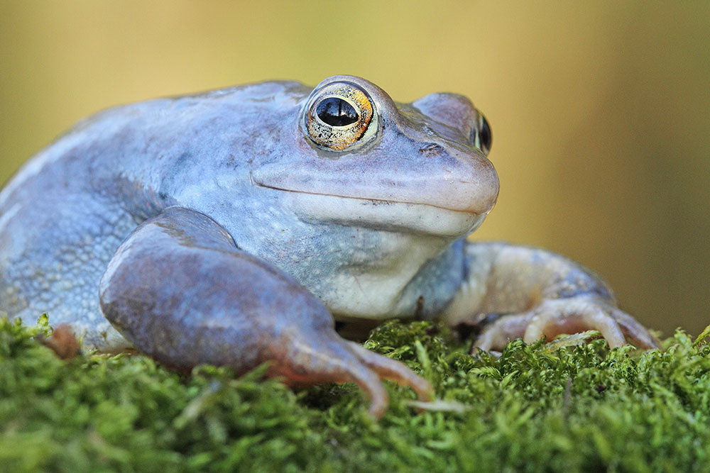Moor frog Rana arvalis plavček_MG_2872-111.jpg