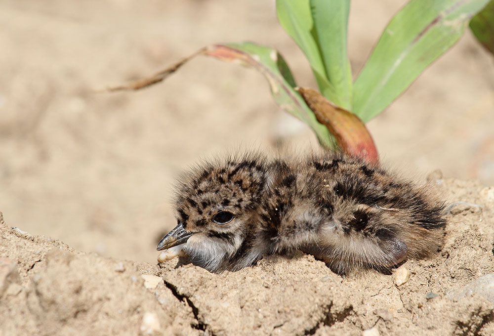 Young lapwing mladič pribe_MG_5429-111.jpg