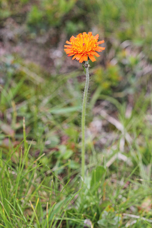  Orange hawkweed Hieracium aurantiacum oranna krolica_MG_6693-11.jpg
