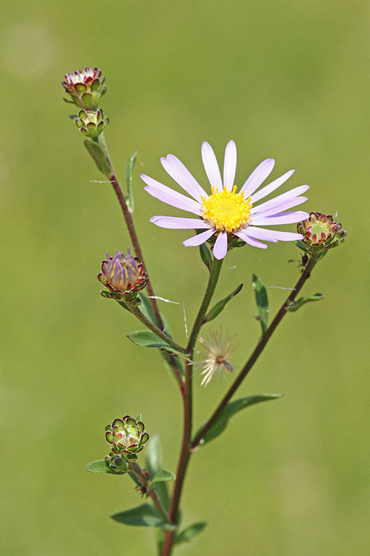  European michaelmas daisy Aster amellus gorska nebina_MG_9074-11.jpg