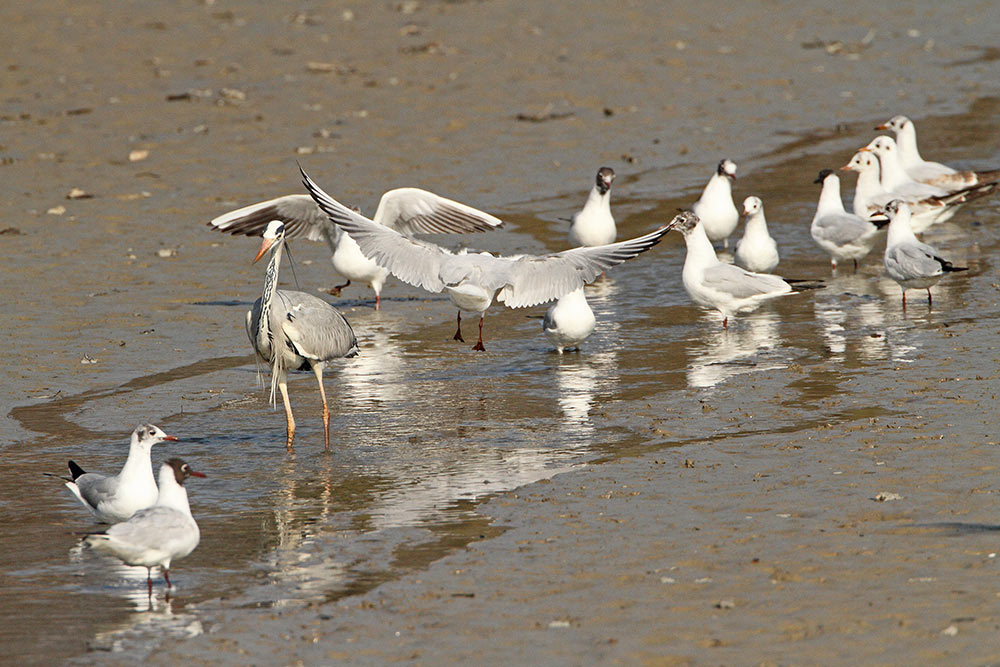 Grey heron and black-headed gulls_MG_9609-111.jpg