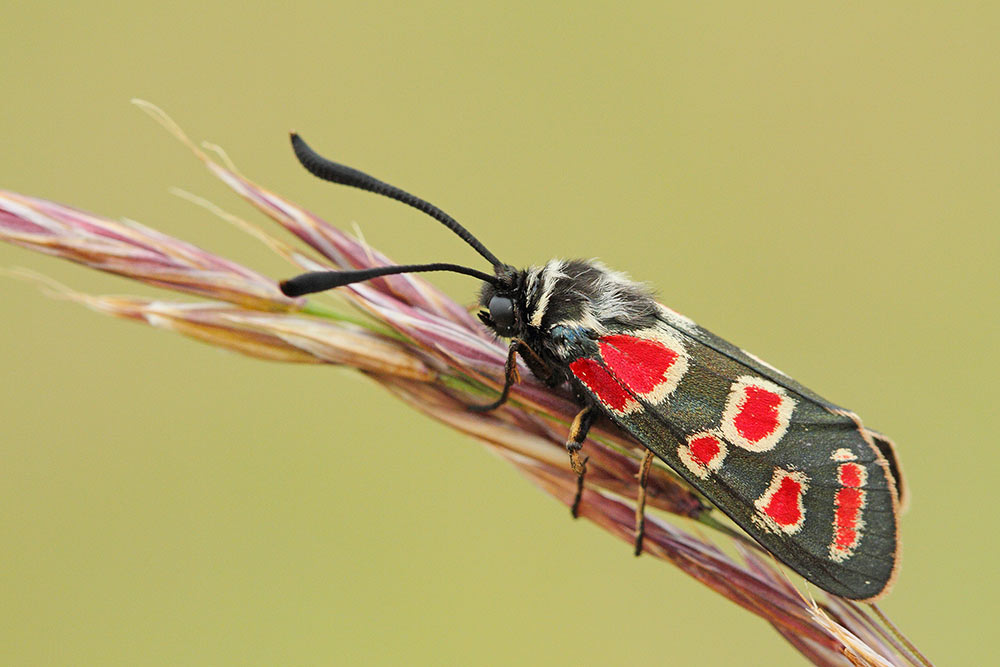 Zygaena carniolica kranjski ovnič_MG_2435-111.jpg