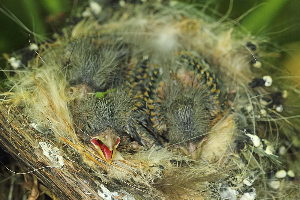 Serin Serinus serinus grilček_MG_2270-111.jpg