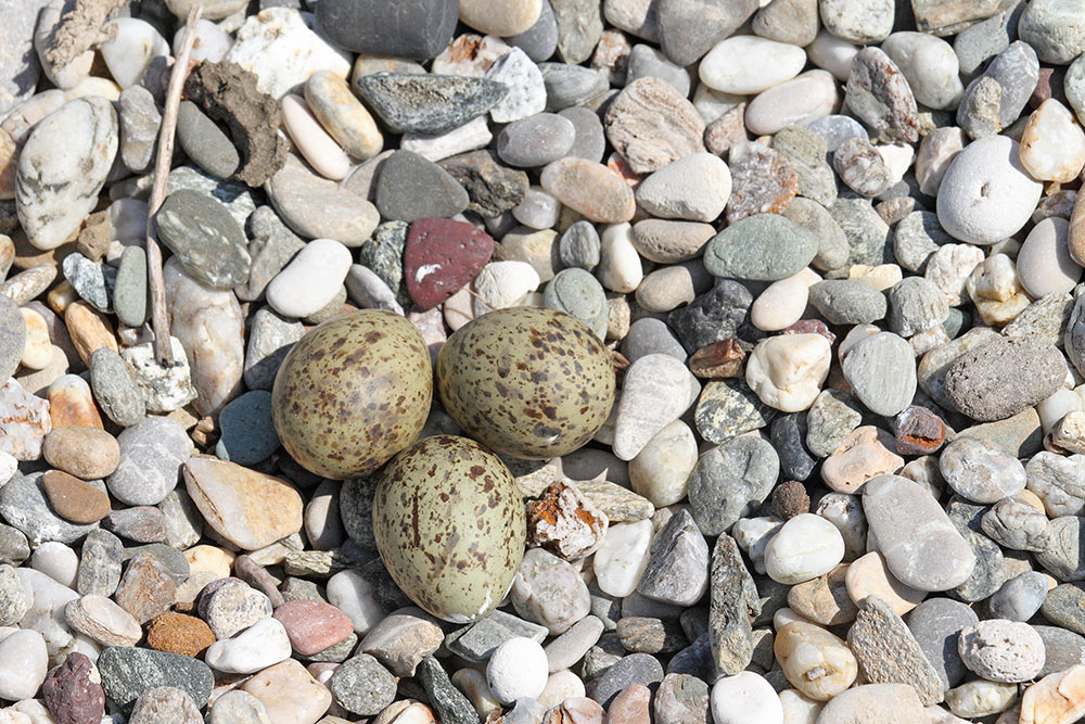 Nest of common tern gnezdo navadne čigre_MG_088511-111.jpg