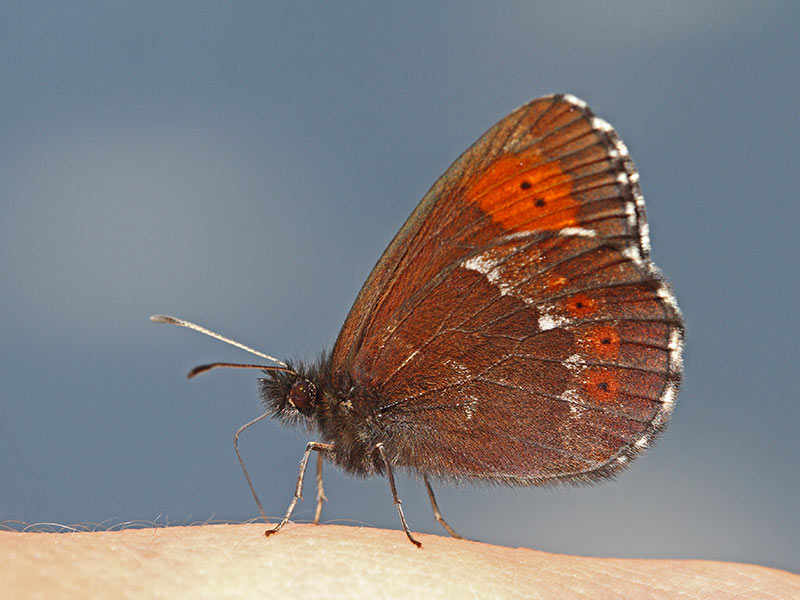 Large ringlet Erebia euryale svetlolisi rjavček_MG_3457-11.jpg