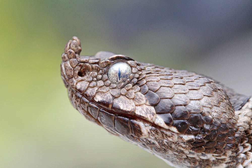 Nose-horned viper Vipera ammodytes montadoni modras_MG_5679-111.jpg
