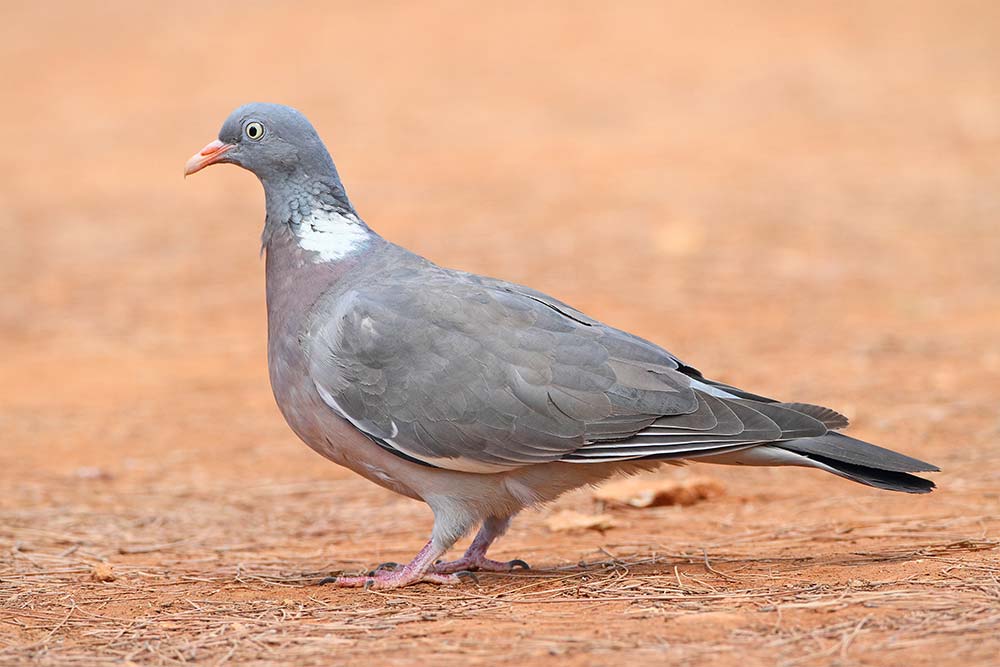 Woodpigeon Columba palumbus grivar_MG_9092-111.jpg