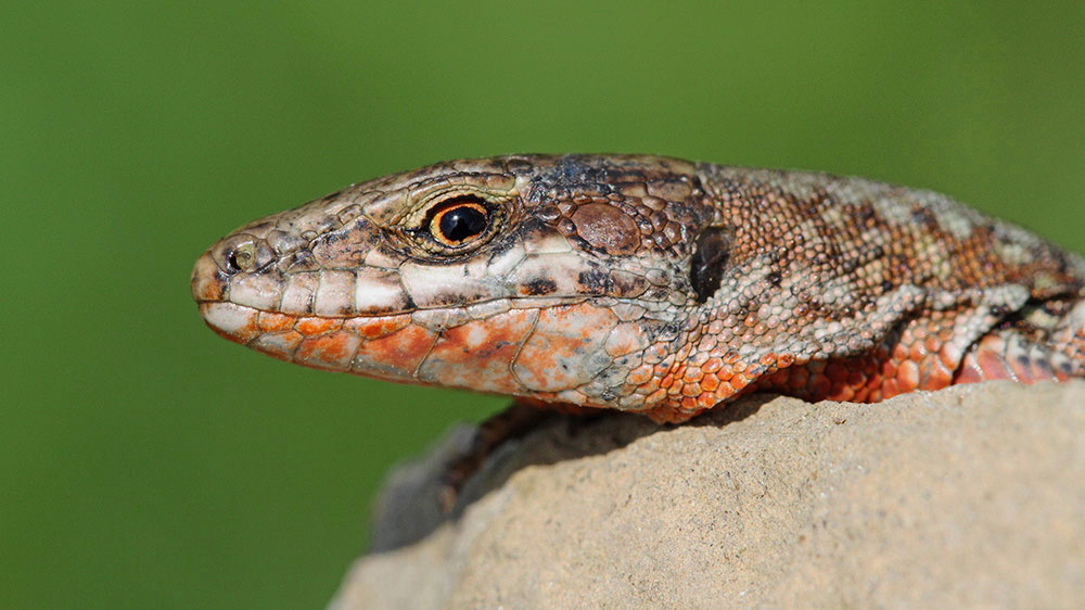 Common wall lizard-female Podarcis muralis pozidna kuarica_MG_2992-1.jpg