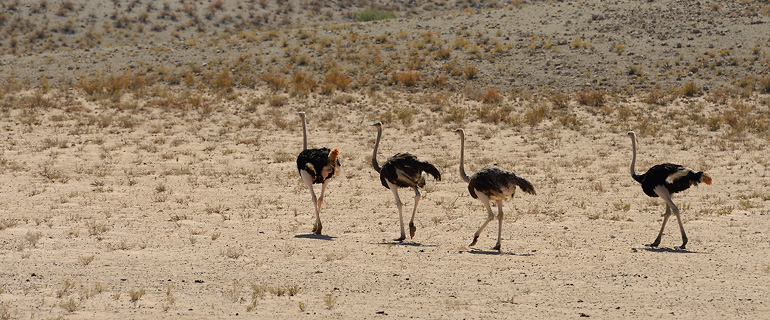 Kgalagadi