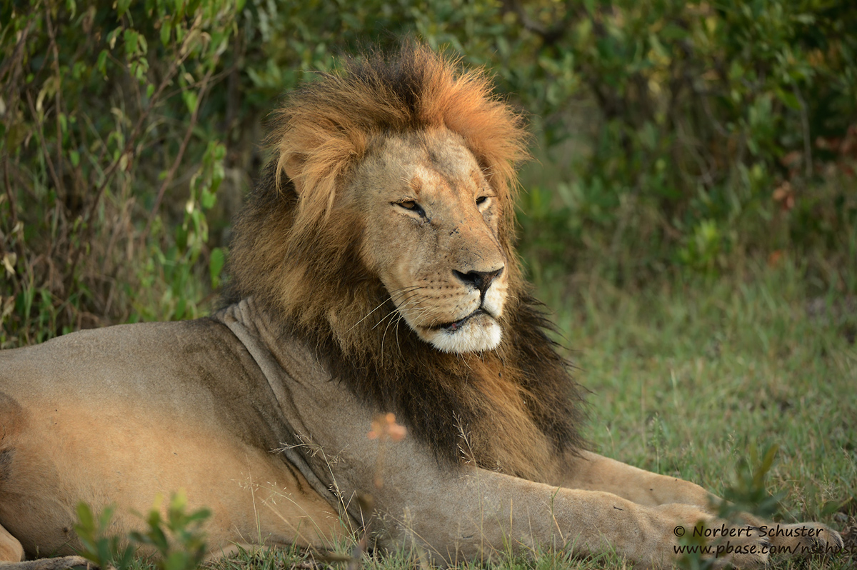 Male Lion