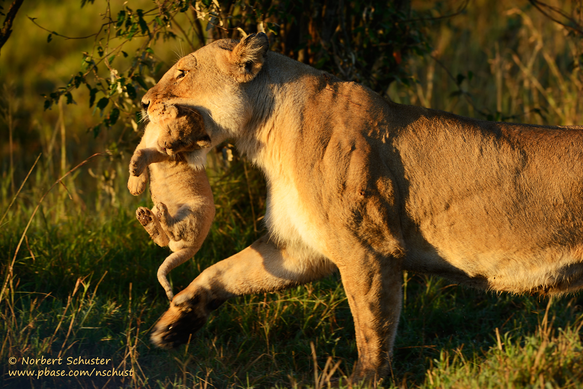 Lioness With Cub