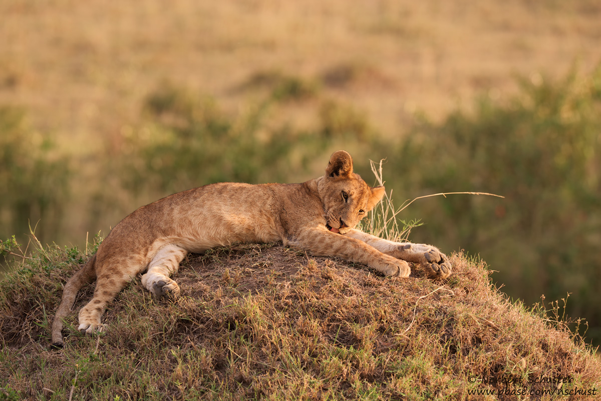 Young Lion