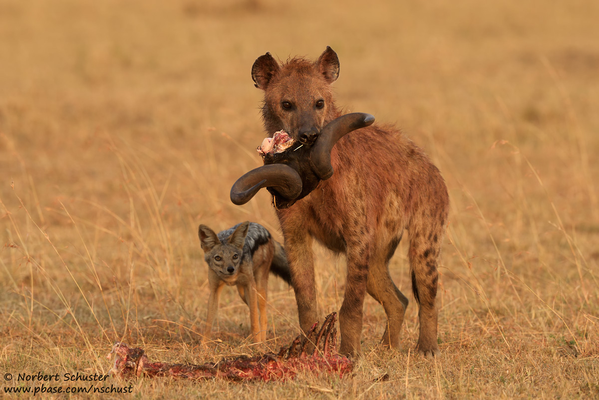 Spotted Hyena And Jackal