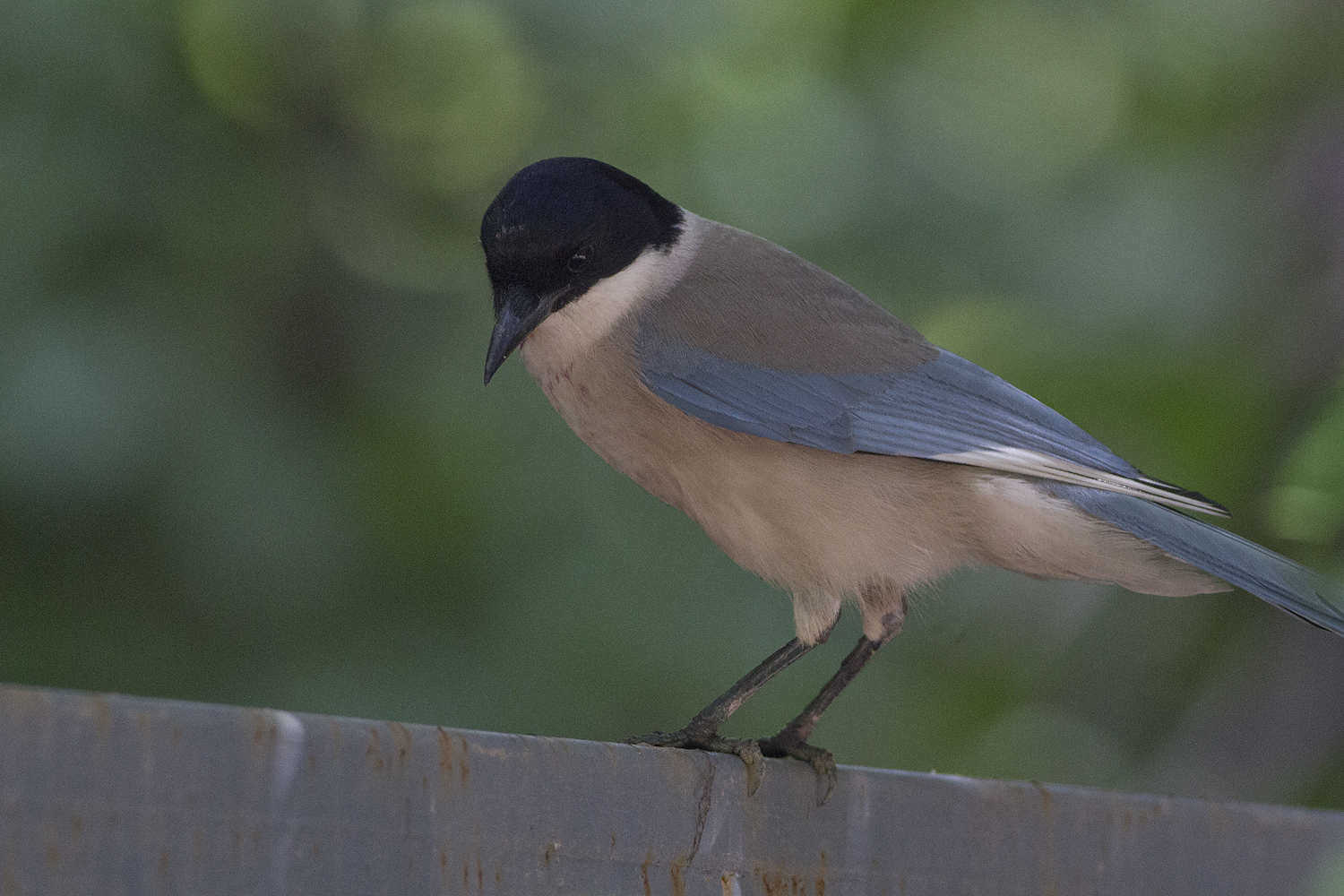 Azure-winged Magpie (Cyanopica cyanus) Blskata