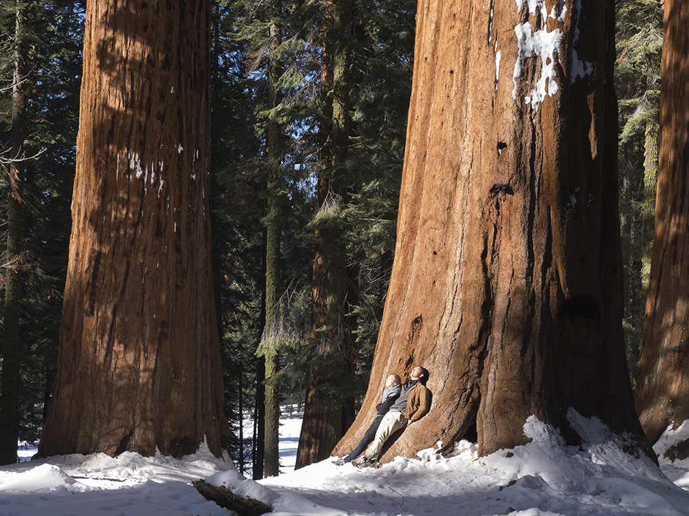 Giant Sequoia (Sequoiadendron giganteum) Mammuttrd