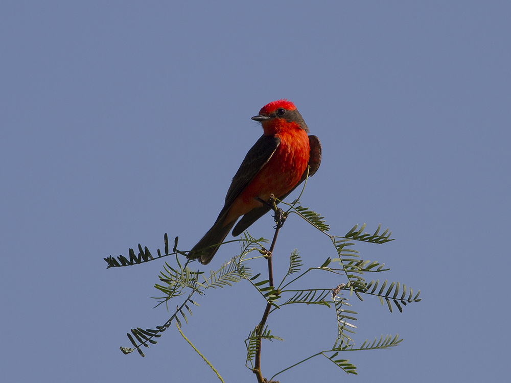 Vermillion Flycatcher (Pyrocephalus rubbings) Rubintyrann