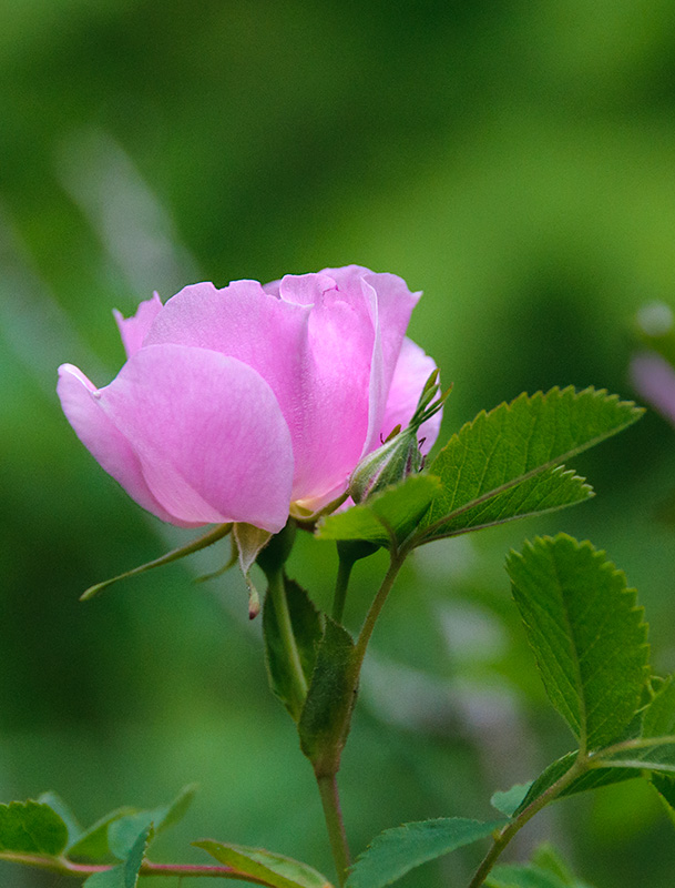 Wild Rose in Spearfish Canyon