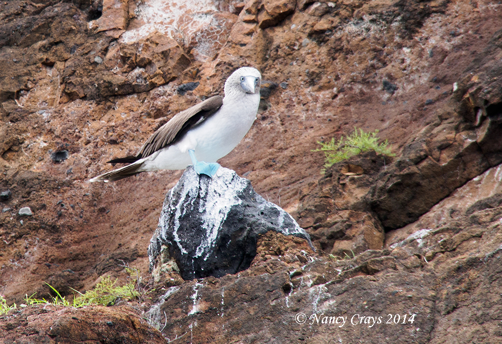 Blue-Footed Booby on Coast of Santiago Island