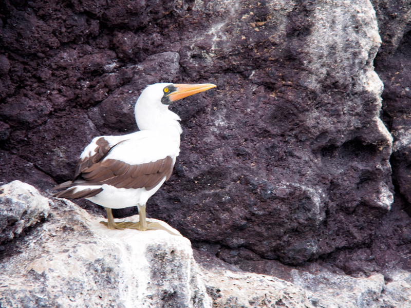 Nazca Booby along Coast of Santiago Island