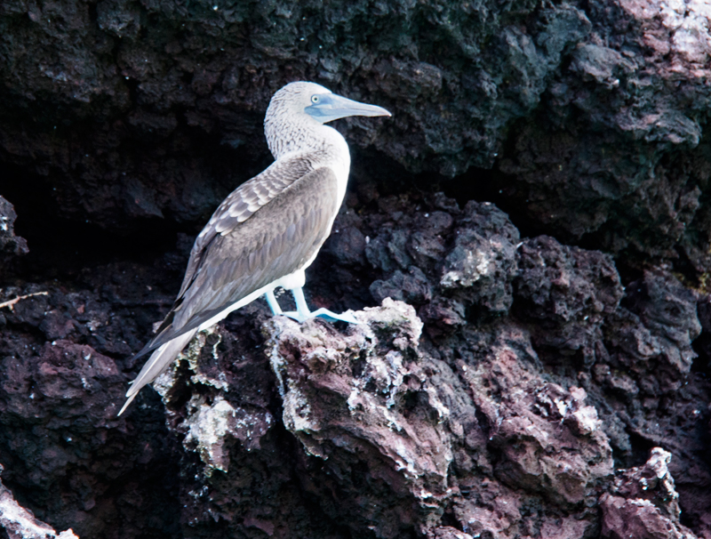 Blue-Footed Booby on Rabida Island