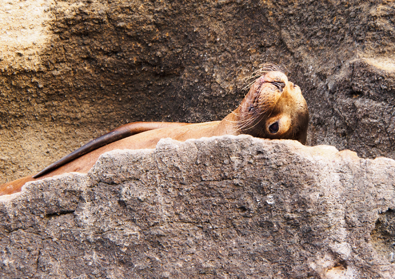 Sea Lion Laying on Rocks along Coast of Bartolome