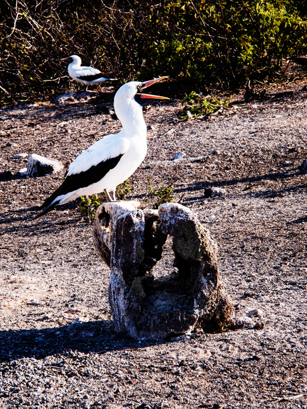 Nazca Booby