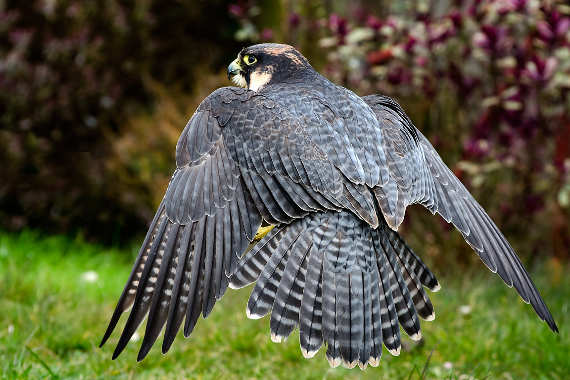 Peregrine/lanner falcon hybrid (4410)