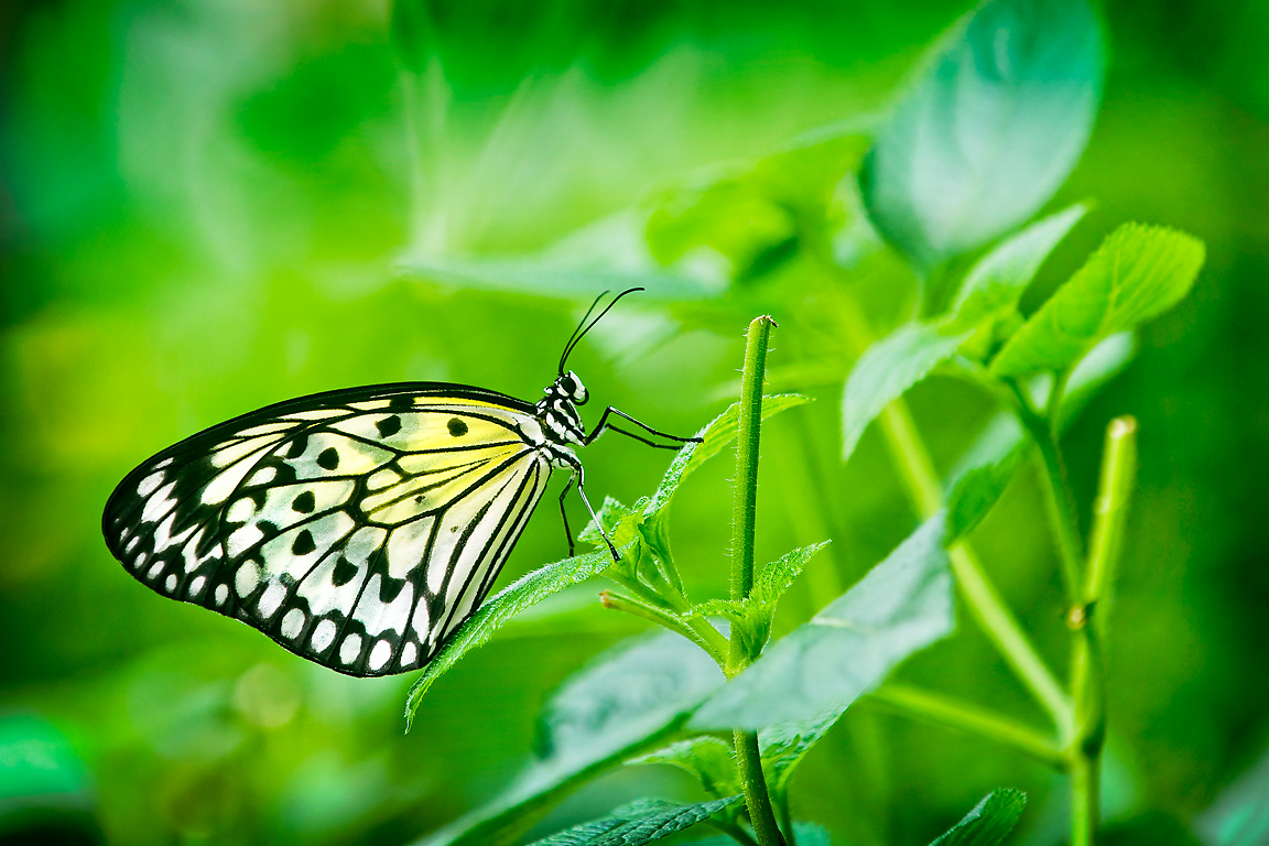 White tree nymph butterfly