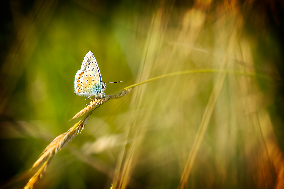 Common blue butterfly