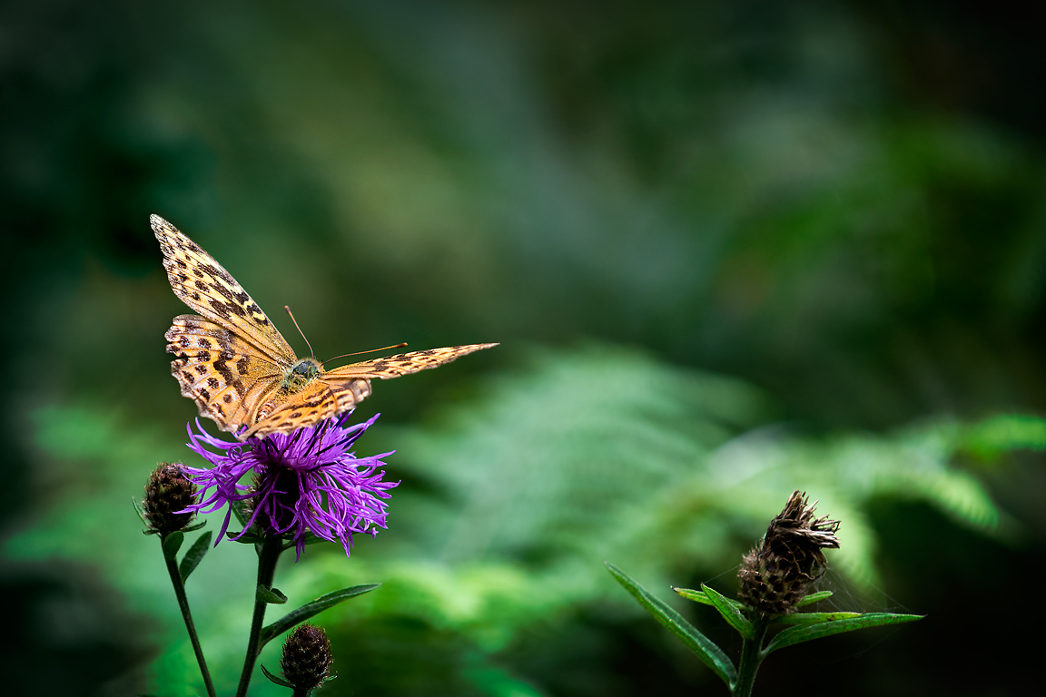 Pearl-bordered fritillary on thistle