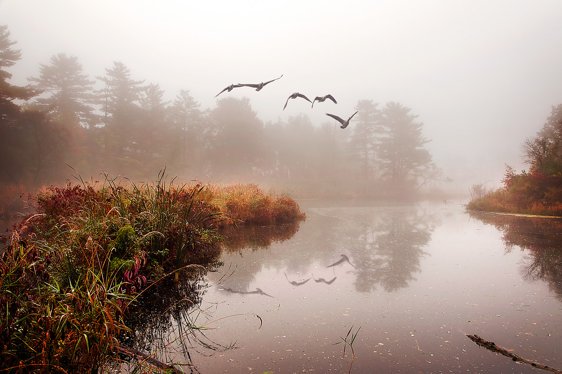 Geese over misty lake, Dorchester