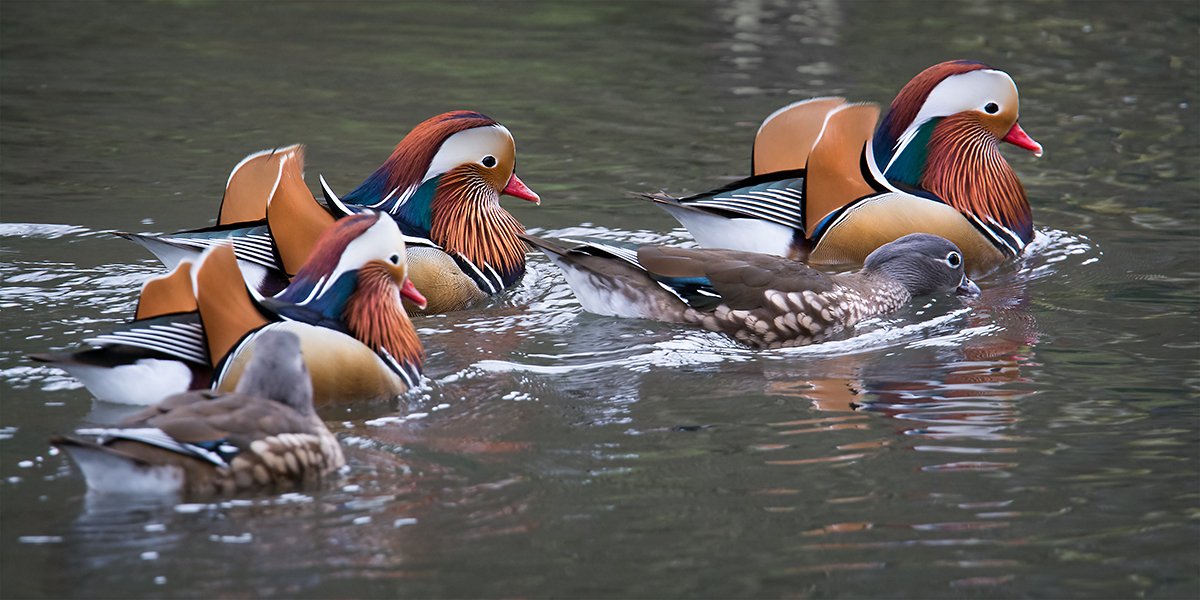 Five mandarin ducks, Ninesprings