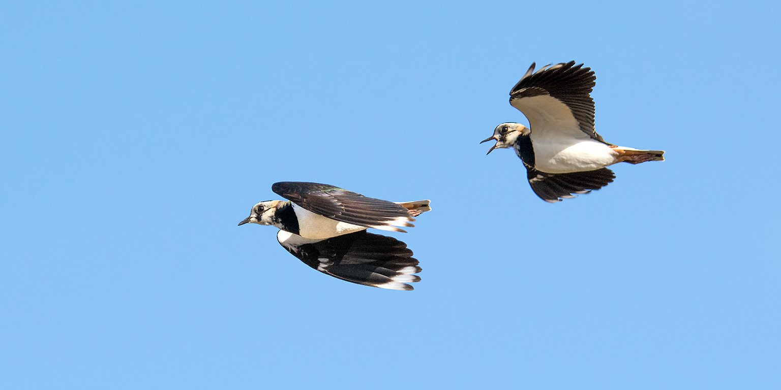 Lapwings in flight, Lodmoor RSPB