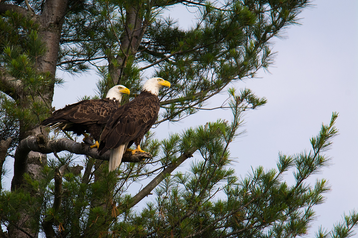 Bald eagle pair in pine tree