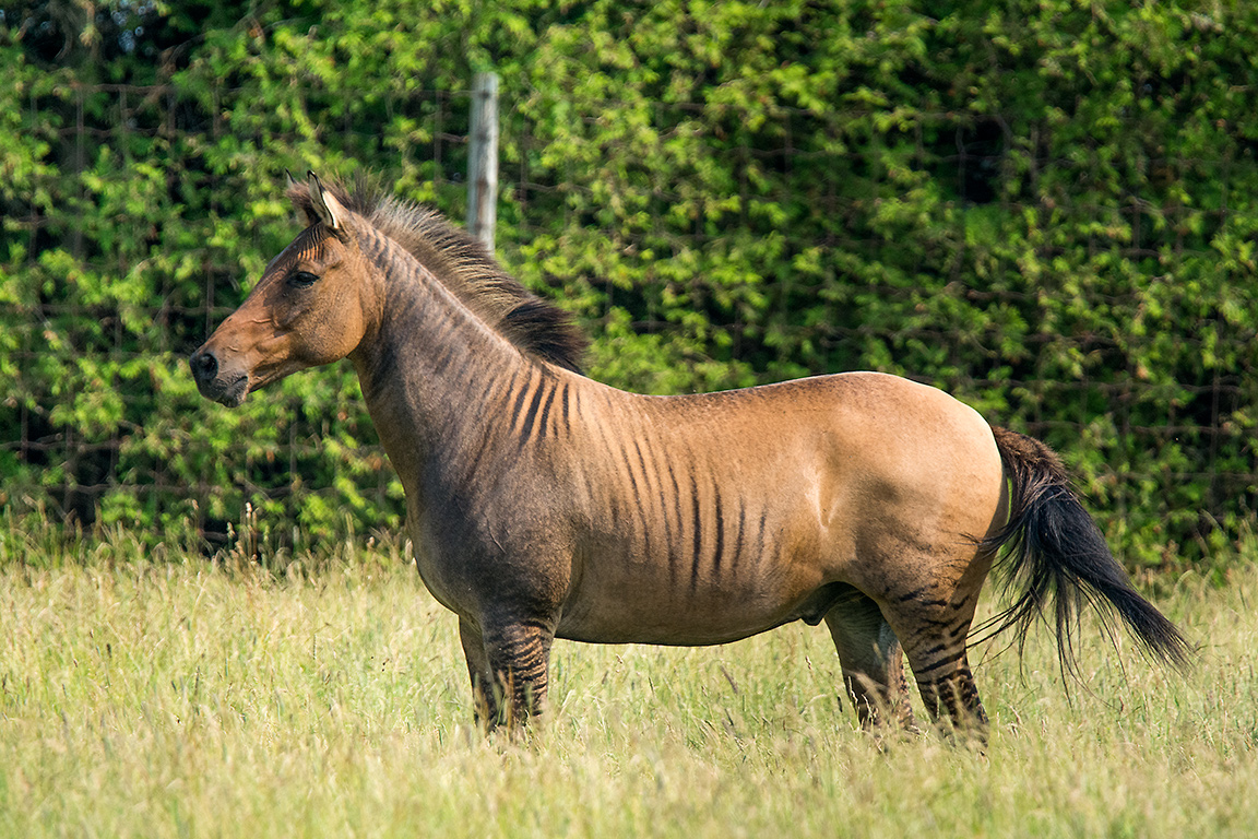 Zorse, Greenview Aviaries