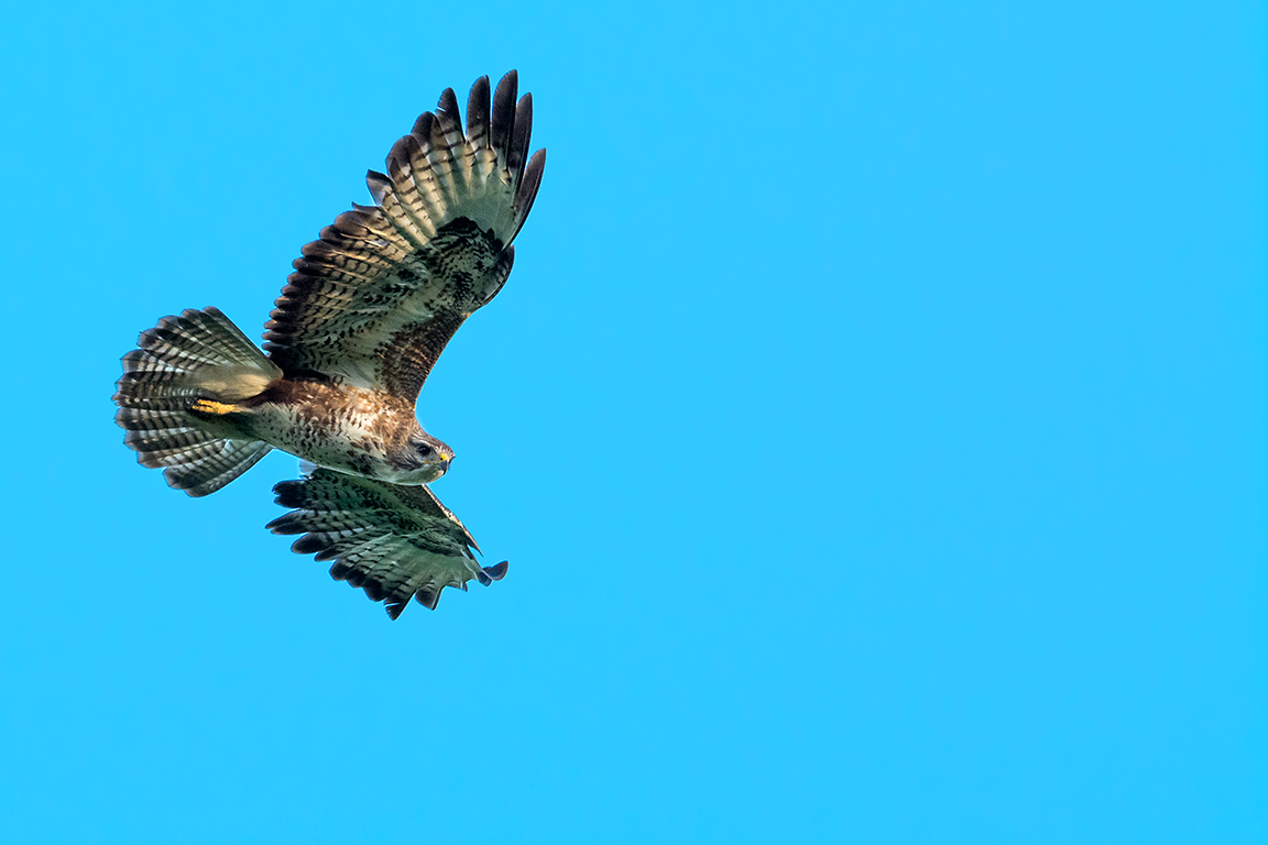 Buzzard, Ham Wall