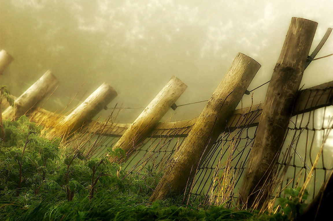 Twisted fence in the mist, Eggardon Hill