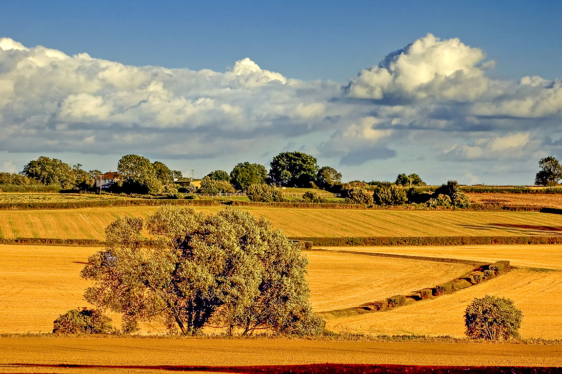 Fields near South Petherton (2297)