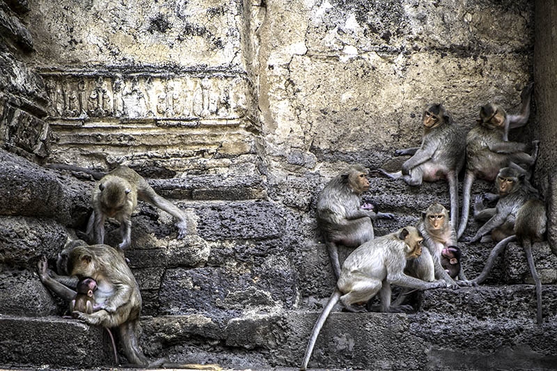 Lop Buri la cit des singes