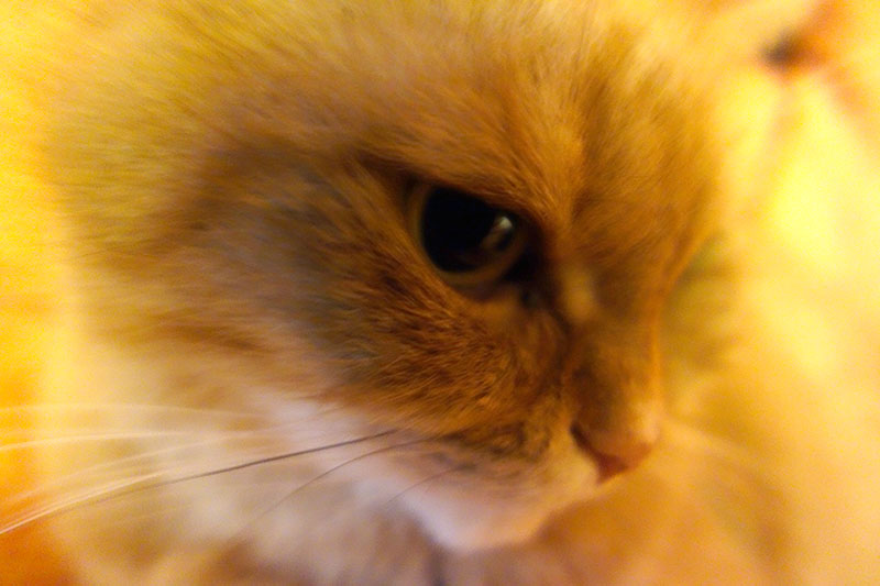Simba