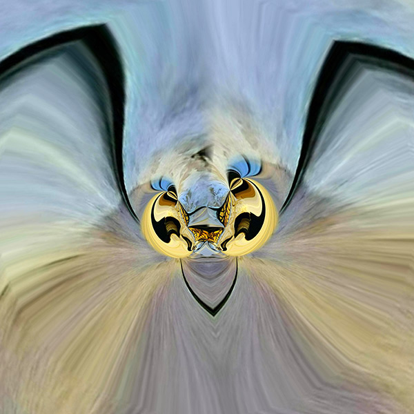 Insecte