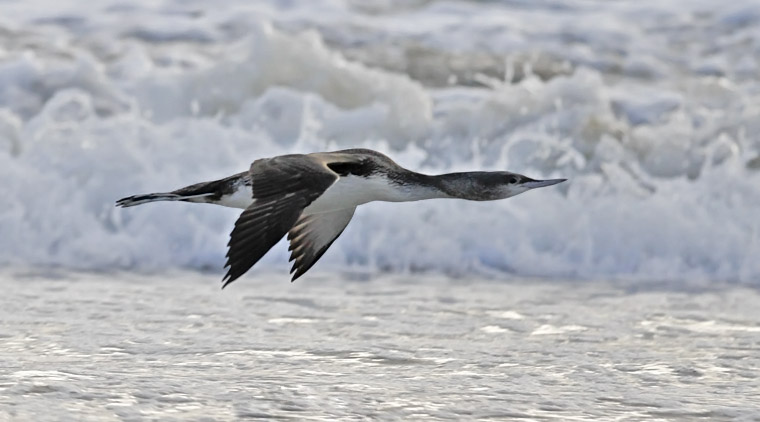 Pacific Loon, basic