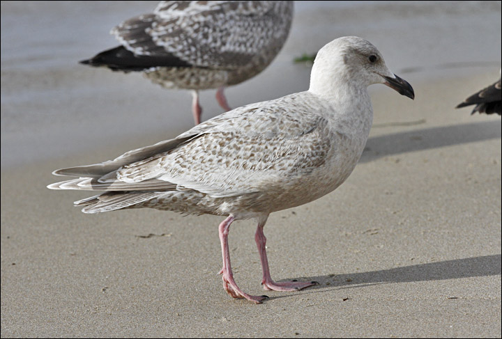 Presumed Glaucous-winged x Herring Gull hybrid, 1st cycle (1 of 2)