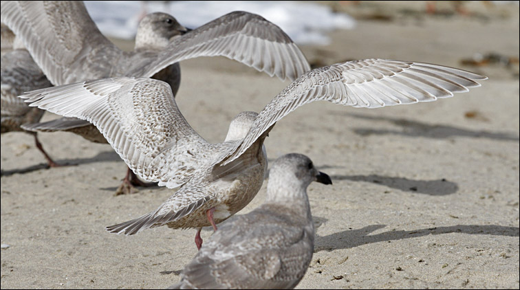 Glaucous-winged x Herring Gull hybrid, 1st cycle (2 of 2)