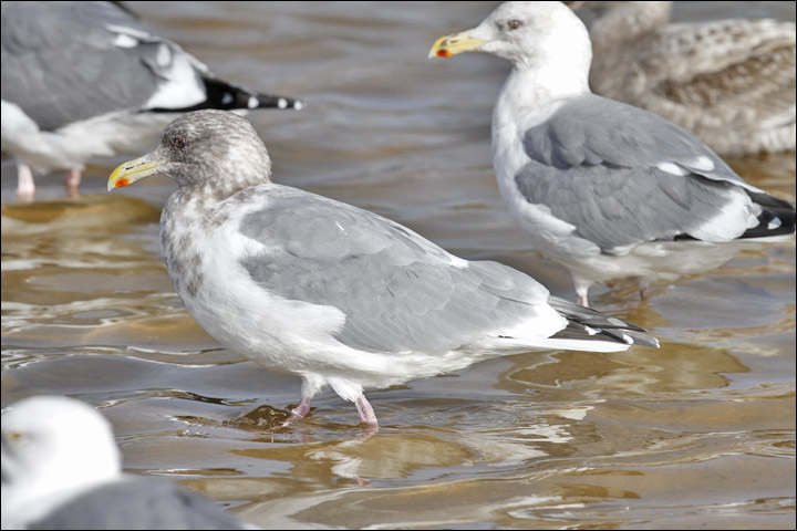 Glaucous-winged x Herring Gull hybrid, nonbreeding adult (1 of 2)